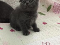 Bal Küpü Scottish Fold Bebeklerim