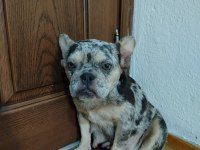 A kalite blue merle fransız bulldog dişi 1.5-2 yaş