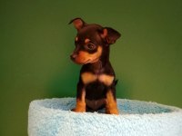 Sıfır numara pinscher yavrularımız