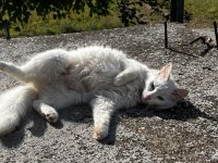 British Dişi Kedimiz