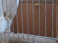 Çift Sultan Papağanlar