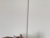 Ücretsiz Sahiplendirme Kedimiz