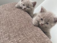 British Shorthair Lilac