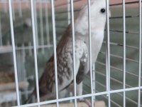 Prenses white face sultan papağanı