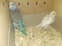 Yavru Muhabbet Kuşları