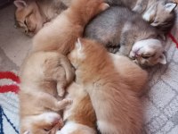 British Shorthair Ny12