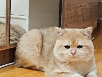 Bademim ücretli sahiplendirilecek kedimiz