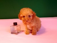 Teacup Poodle Yavrusu Köpeklerimiz