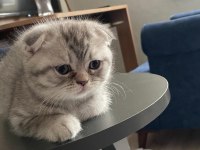 Scottish fold kediler