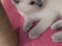 Scottish Fold 2,5 Aylık Dişi