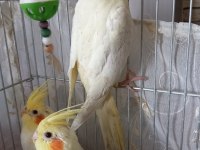 Yavru Sultan Papağanı Ele Alışık