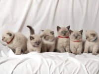 British shorthair sevimli yavrular