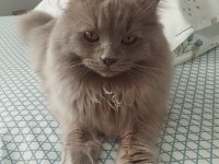 Çiftleşme İlanıdır