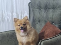 Eğitimli pomeranian köpeği