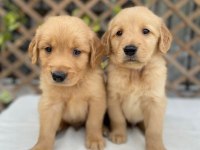 Golden Retriever Köpekler