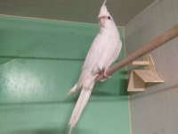 Cf x tek kanat zincir den gelme erkek sultan papağanı