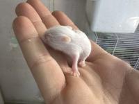 30-35 Tane Satılık Hamster