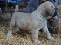 6 Tırnaklı Özel Üretim Dev Kangal Yavrular