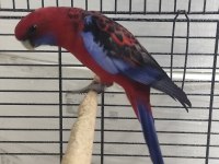 Bordo mavi özel renk dişi rozella