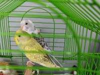 Çok uyguna verilecek muhabbet kuşlar