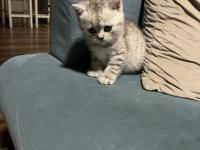 40 Günlük British Shorthair Bebişlerimiz Yeni Yuvalarını Arıyor