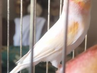 Hazır ötümde al mozaik kanarya