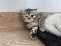 British Shorthair Yavru
