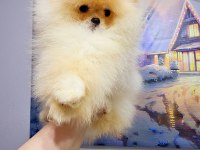 4 aylık üst düzey dişi pomeranian yavrum