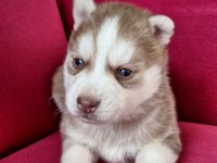 Sibirya Kurdu Bebek Köpekler