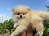 Pomeranian Boo Yavrular