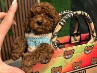 Sevimli Minik Toy Poodle