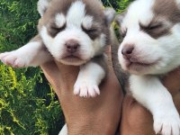 Sibirya Kurdu Bebek Köpekler