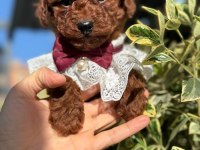 Safkan Toy Poodle Yavru Köpekler