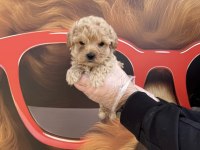 Irk Garantili Toy Poodle Yavrularımız
