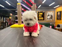 Kore Maltese Bebekler