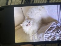 İran Kedisi Beyaz Meleğimiz