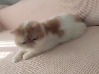 4 Yaşında 3 Doğum Yapmış Exotic Shorthair Sıfır Burun Kısır Değil