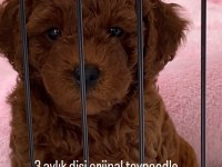 3 aylık dişi toy poodle