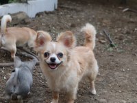 Longhair Genç Dişi Köpeğimiz