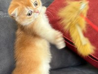 Kusursuz Renk Anne Baba Şecereli Golden British Shorthair