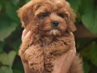 Sevgililer gününe özel mükemmel maltipoo yavrularımız