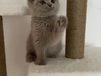 Safkan British Shorthair Lilac Solid Erkek