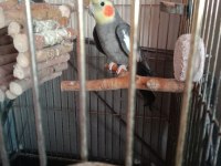 Çift Sultan Papağanlar