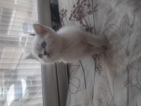 Safkan British Shorthair Yavrularımız