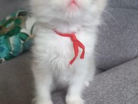 Son Bir Safkan Ragdoll