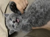 Minnoş Yavru British Shorthair