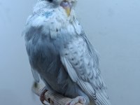 3 aylık show jumbo muhabbet kuşu yavrular