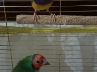 2025 Doğum Golden Finch Kesik Boyun