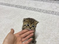 British Yavru Kedimiz