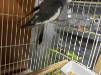 Erkek Sultan Papağanları